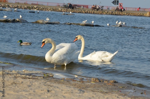 Schwanenpaar am Strand in der Abendsonne in Ueckermünde am Stettiner Haff photo