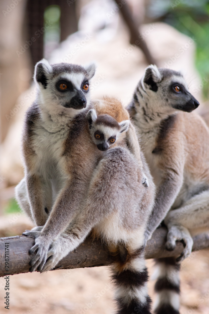 Obraz premium Lemur and their baby