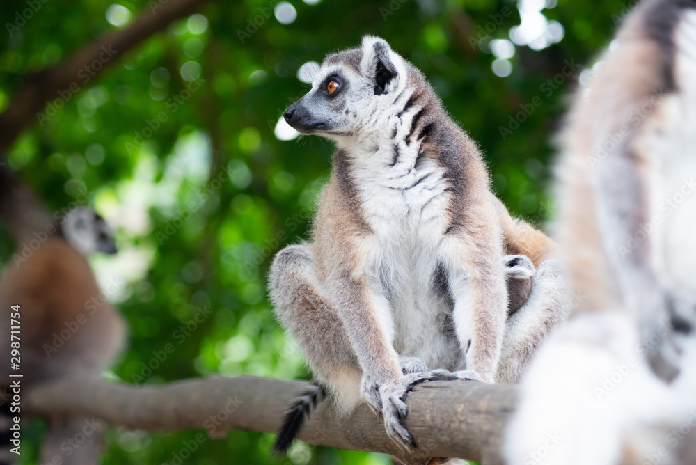Fototapeta premium lemur and their baby
