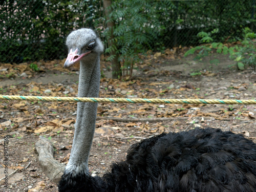 portrait of ostrich in zoo