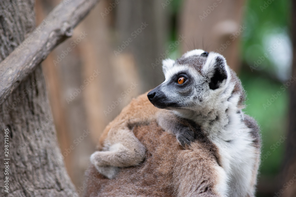 Fototapeta premium Lemur and their baby