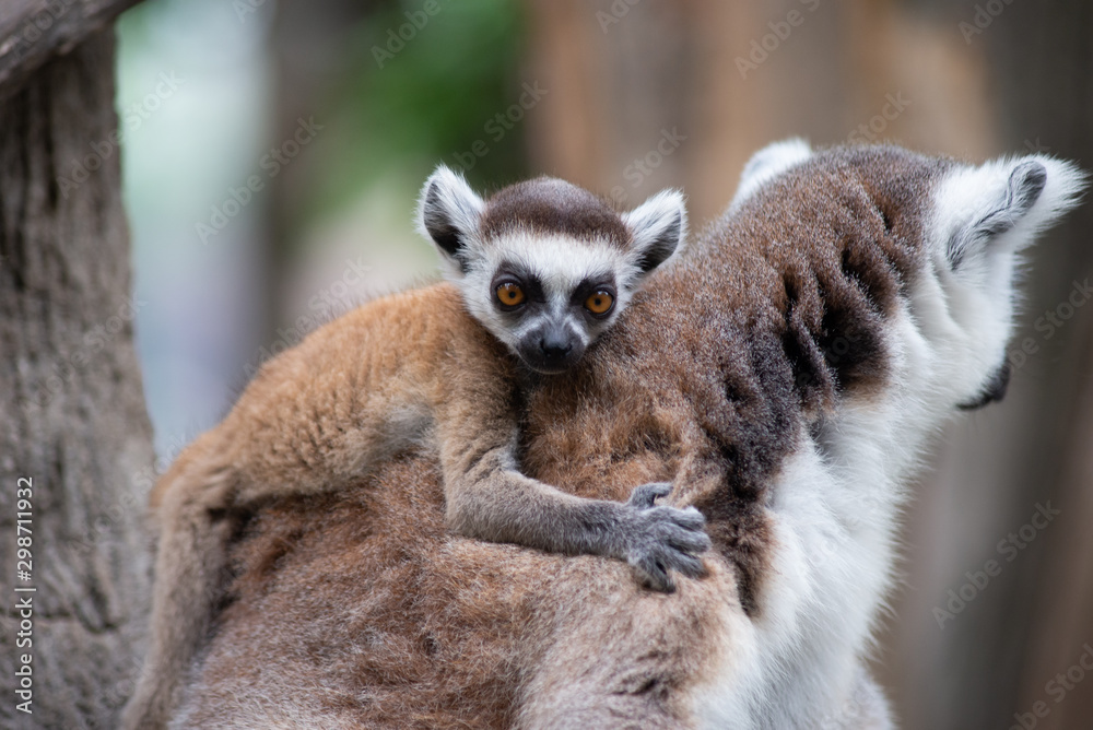 Fototapeta premium Lemur and their baby