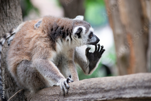 lemur and their baby