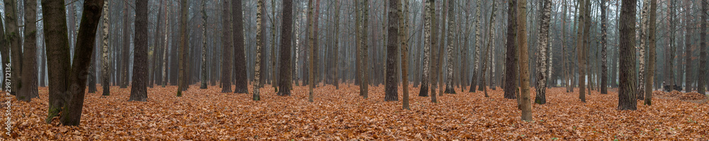 Fototapeta premium beautiful wide panorama of the autumn city park with dry fallen leaves covering the ground with a solid fluffy carpet and trunks of bare trees. late fall colors