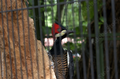 caged woodpecker