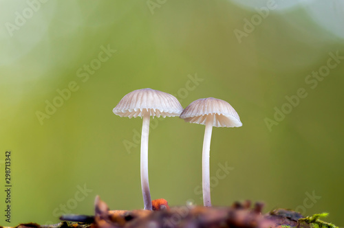 Fresh tasty mushrooms from the green forest