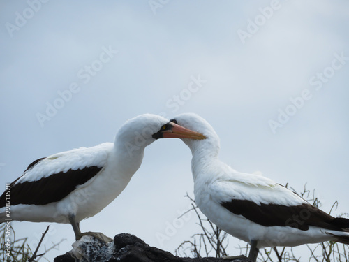 Two beautiful isolated birds grooming in the Galapagos