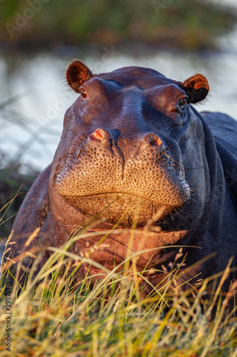 Fototapet Hippopotamus - Botswana - Africa