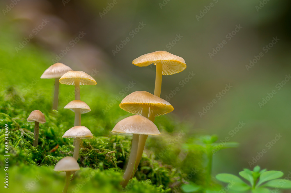 Fresh tasty mushrooms from the green forest Fresh tasty mushrooms from the green forest