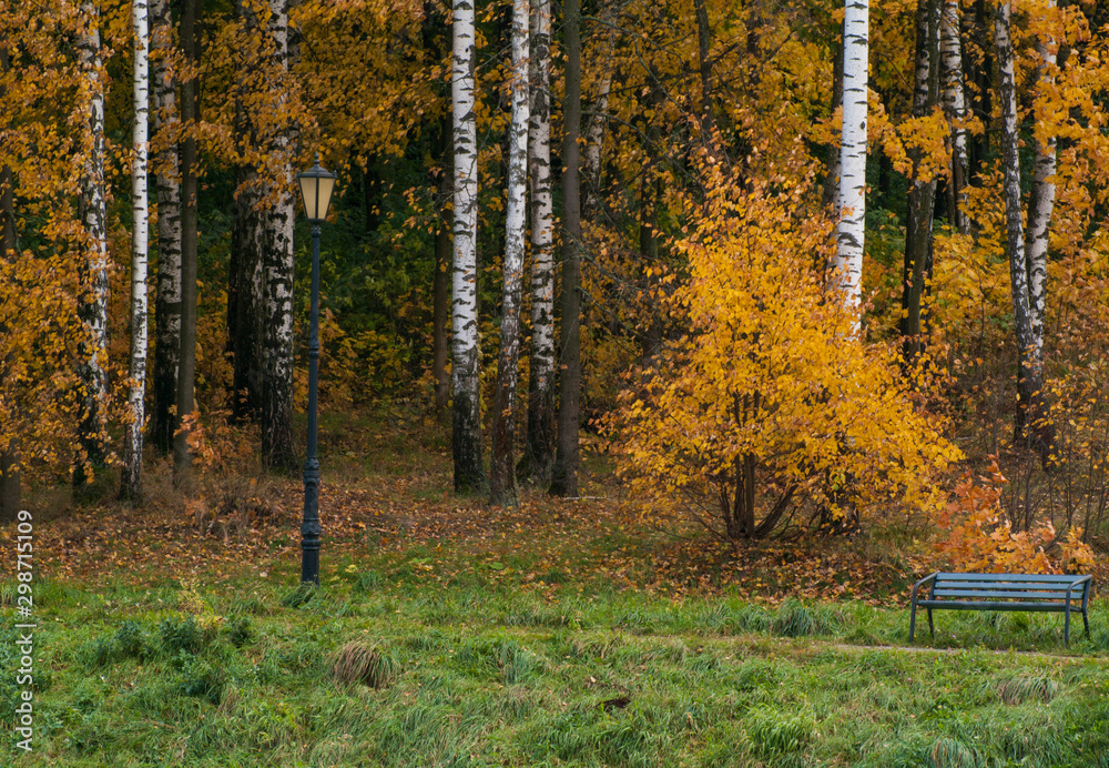 Fototapeta premium autumn forest