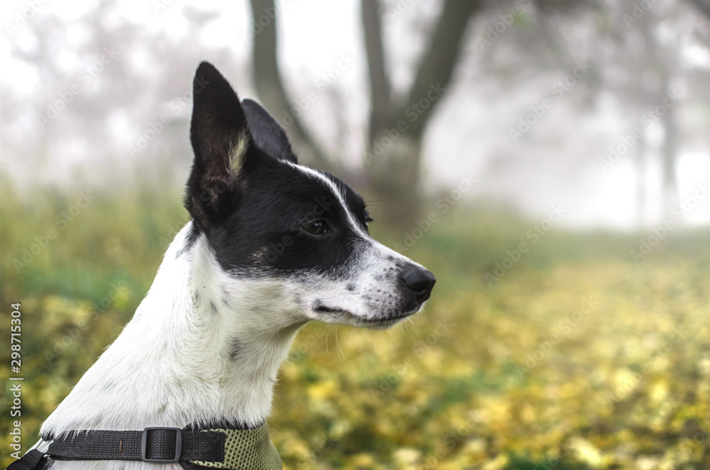 Basenji dog on the side, on a background of wet grass Basenji dog on the side, on a background of wet grass