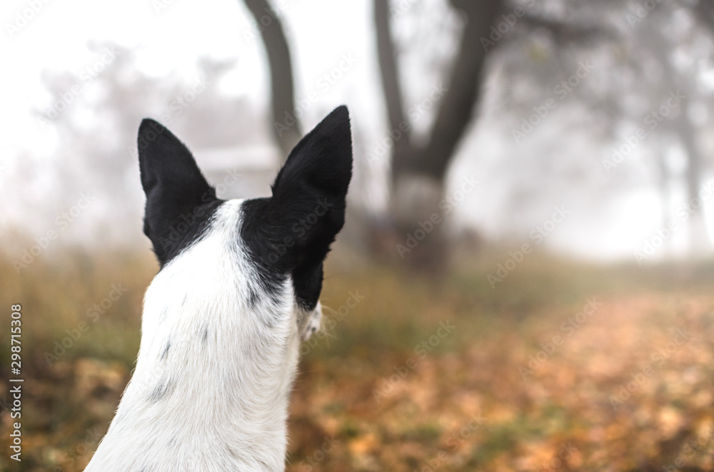 Basenji dog looks into the distance, in the fog Basenji dog looks into the distance, in the fog