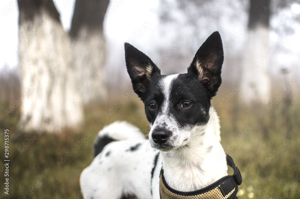 Portrait of a basenji dog in a field with fog