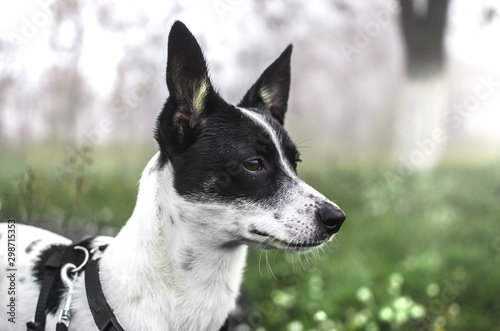 Portrait of a basenji dog in a green field with fog