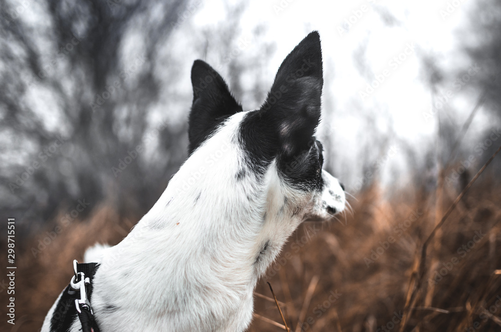 Basenji dog looks away in a November field