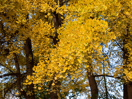 Branch of a ginkgo tree  Ginkgo biloba  in a park in autumn