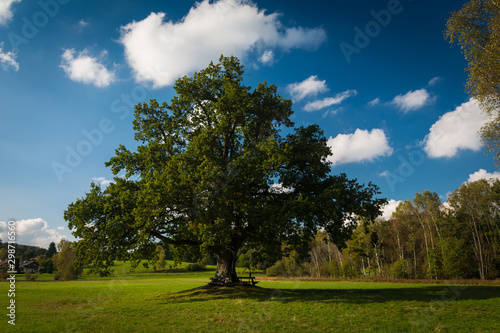 Lonely green oak tree in the field near monastery of Seeon. 