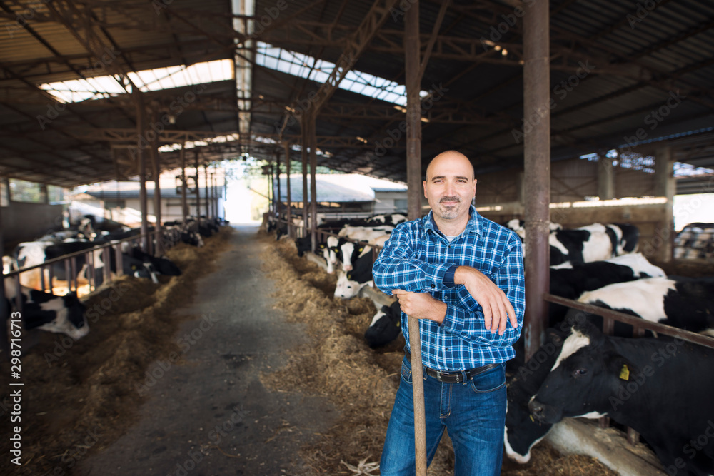 Portrait of middle aged farmer standing at cow's farm and taking care of cattle domestic animals.