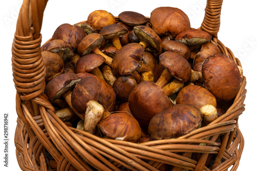 Edible mushrooms collected from the forest in a wicker basket, isolated on a white background with a clipping path.