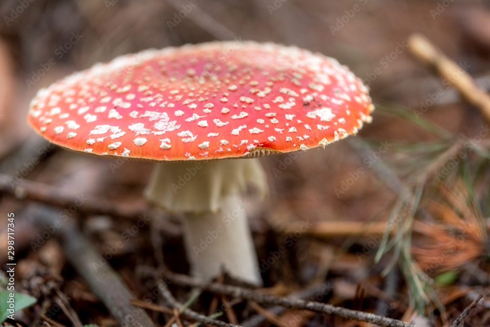 Amanita Muscaria, poisonous mushroom in natural forest background . Amanita Muscaria, poisonous mushroom in natural forest background .