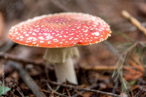 Amanita Muscaria, poisonous mushroom in natural forest background .