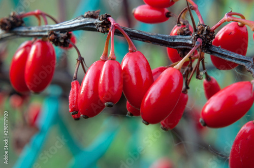 A branch of barberry with red berries on an autumn day, photographed close-up	