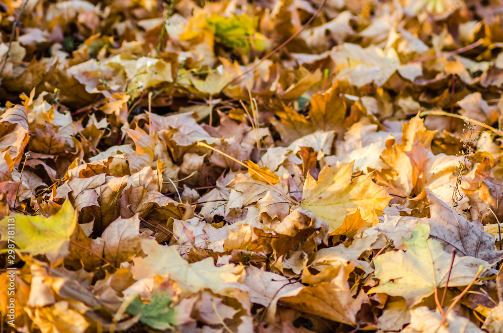 Yellow autumn leaves of deciduous trees-background Yellow autumn leaves of deciduous trees-background
