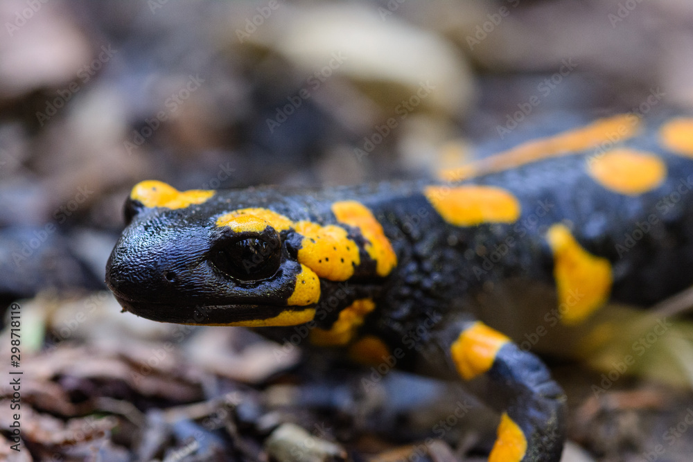 Macro Portrait of common fire salamander on the Ground in its habitat head close up. Inhabit the forest at the foot of the mountain Gamsknogel near Adlgaß, Inzell. Macro Portrait of common fire salamander on the Ground in its habitat head close up. Inhabit the forest at the foot of the mountain Gamsknogel near Adlgaß, Inzell.