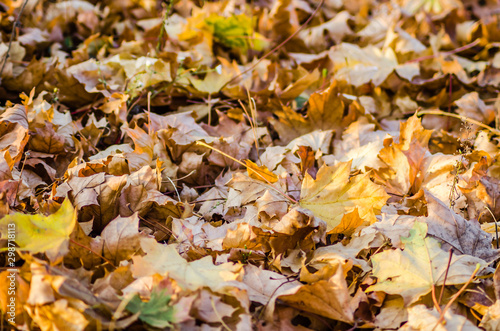 Yellow autumn leaves of deciduous trees-background