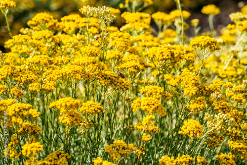 Obraz na płótnie Fleurs de l'Immortelle d'Italie (Helichrysum italicum) gros plan. w salonie