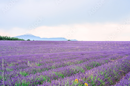Obraz na płótnie Vue sur le Mont Ventoux en Provence, France. Champ de lavande au premier plan. Ciel nuageux. w salonie