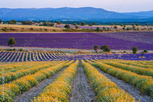 Champ de lavande, coucher de soleil. Ferrassières, Provence, France.	 photo