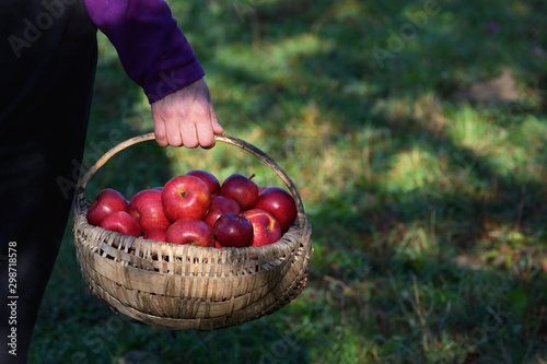 Farmer's Hands Hold A Large Basket Full Of Ripe Apples