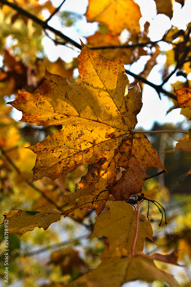 autumn autumn