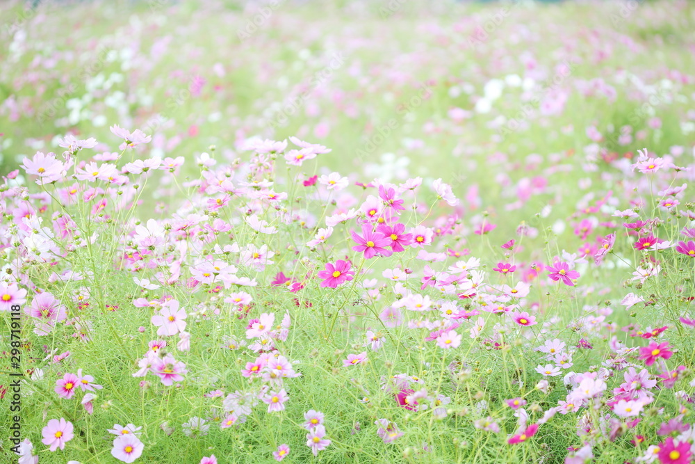 Obraz premium コスモス