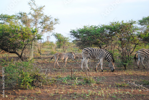 Fototapeta Naklejka Na Ścianę i Meble -  Wild zebras while on safari in South African nature reserve