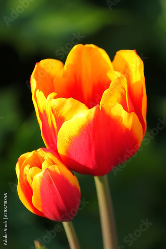 Tulpe gelb rot  5