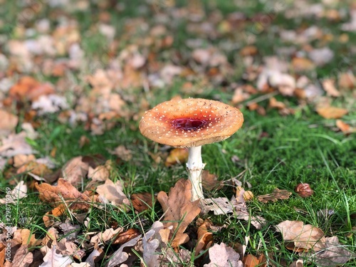 Mushroom in forest