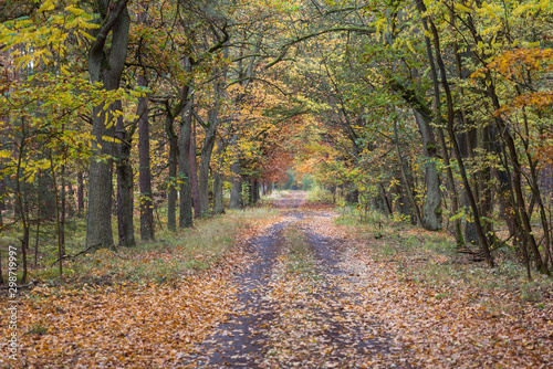 Leśna droga jesienią. © boguslavus