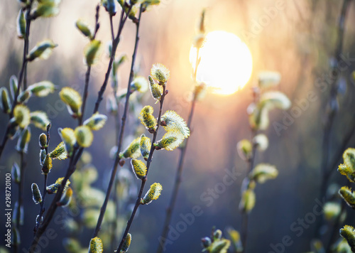 beautiful willow branches with fluffy yellow buds blossomed in spring warm day on the background of sunset
