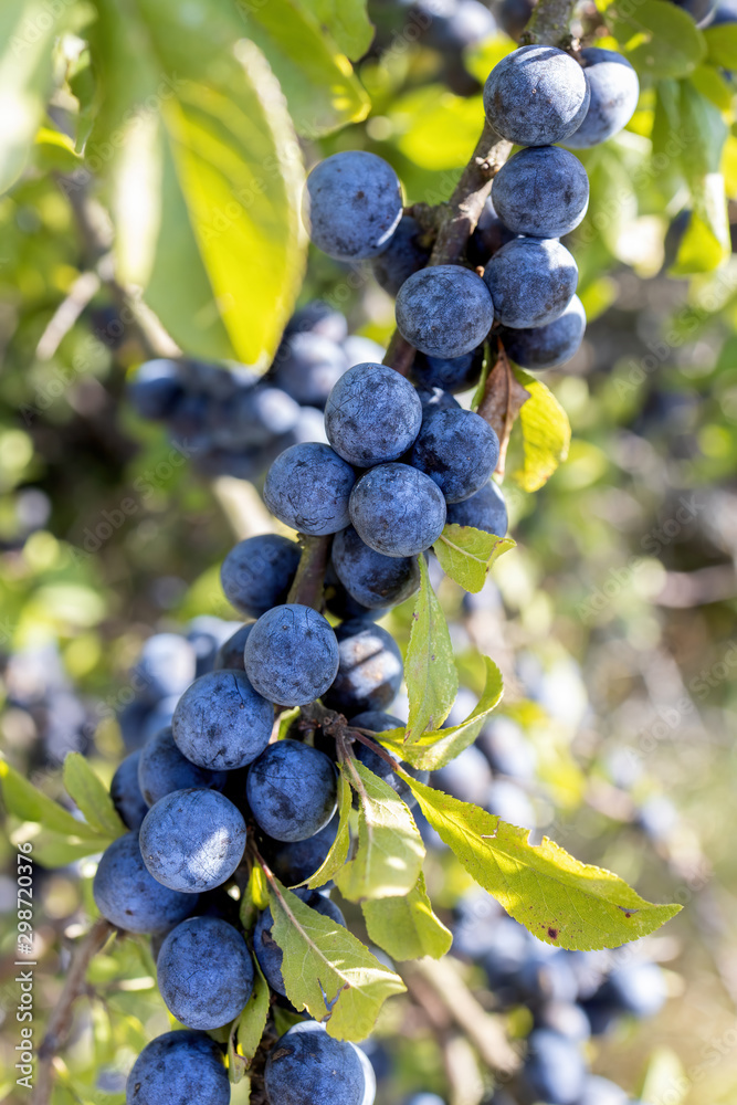 Acid ripe sloe ( Prunus spainosa) berries in October on countryside Acid ripe sloe ( Prunus spainosa) berries in October on countryside