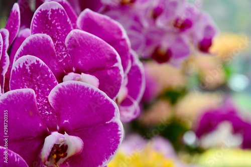 purple orchids in Keukenhof