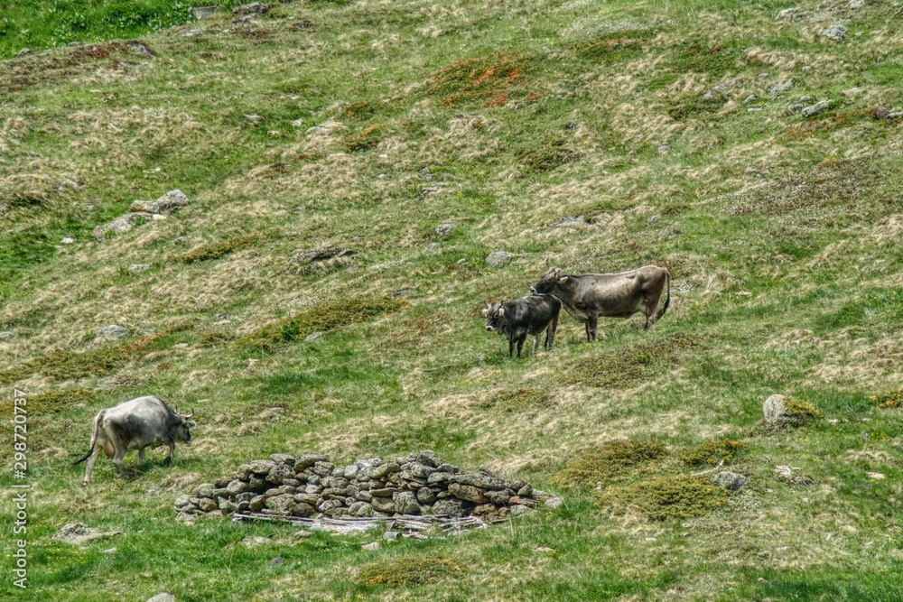 three gray North Tyrolean cows while grazing on a meadow. In June, alpine meadows have a lot of old dried grass, in addition to fresh grass, unpolluted alpine halls provide tasty meat and milk