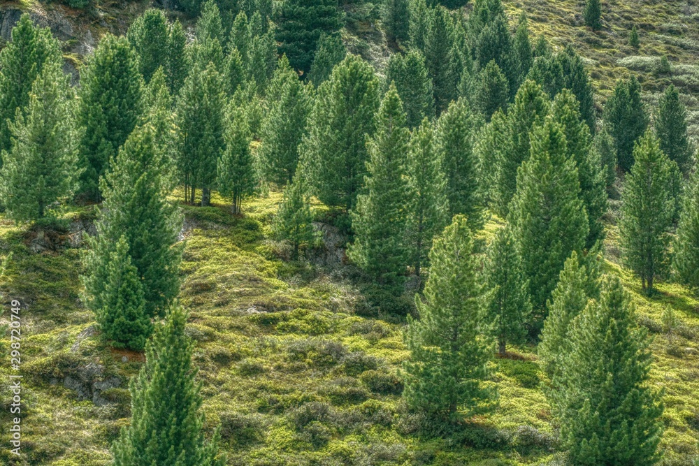green lush forest in early summer in the alps, lush green thickets and bushes between trees