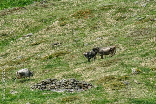 Obraz na płótnie three gray North Tyrolean cows while grazing on a meadow. In June, alpine meadows have a lot of old dried grass, in addition to fresh grass, unpolluted alpine halls provide tasty meat and milk w salonie