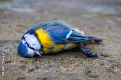 Fototapeta Naklejka Na Ścianę i Meble -  Dead titmouse on the street