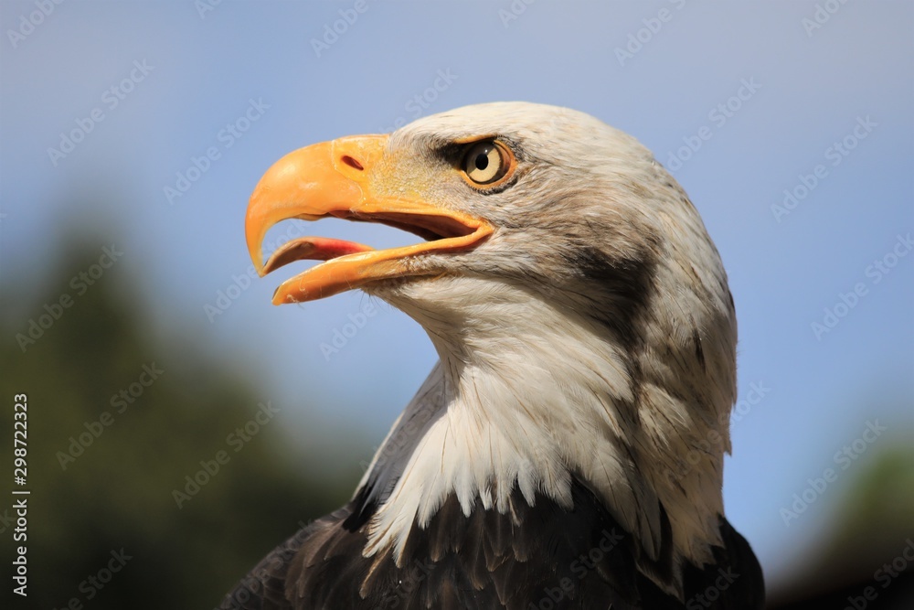 Obraz premium Adler Portrait