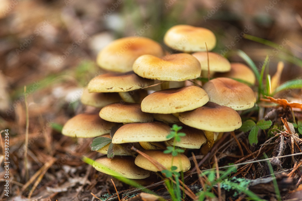 Group of beautiful mushrooms fungi, honey agarics kuehneromyces mutabilis in wild summer forest . Group of beautiful mushrooms fungi, honey agarics kuehneromyces mutabilis in wild summer forest .