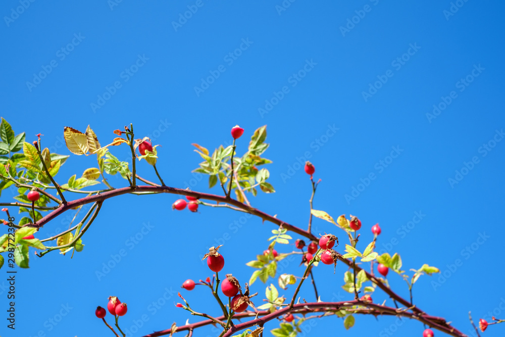 branches with red rosa canina on clear blue sky branches with red rosa canina on clear blue sky