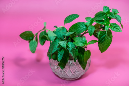 Gifts of nature. Picking grass. Mint in a crystal vase on a colored, pink background. Dried barberry is also on the background. and autumn leaves. Peppermint is used in cooking, pharmacology, medicine